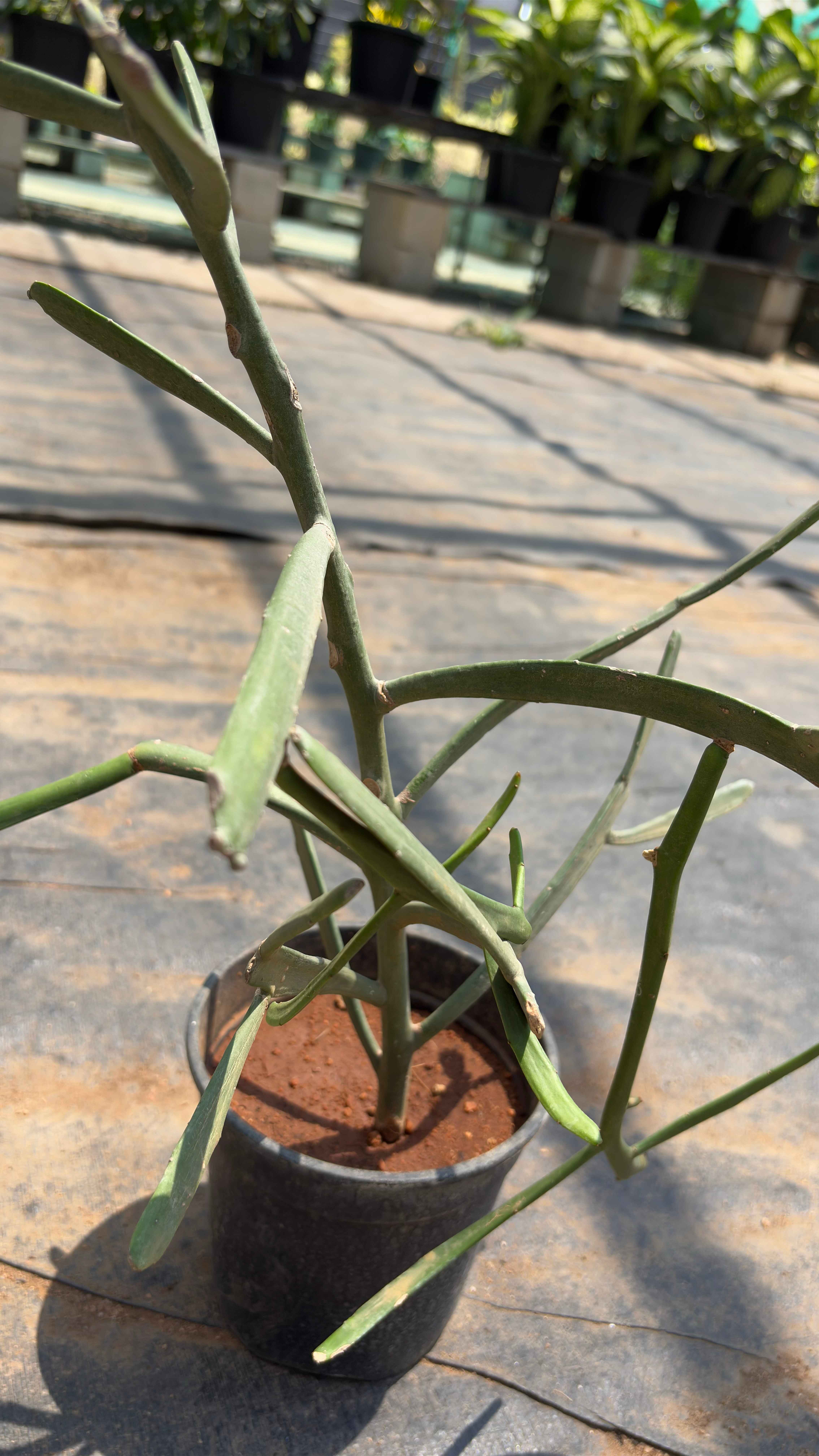 Milk bush plant